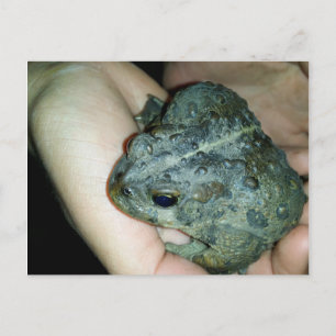 hand holding a toad frog holiday postcard