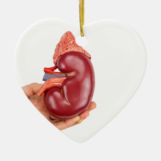 Hand holding kidney model on white background ceramic ornament (Front)