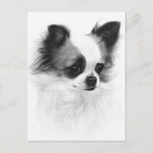 Hand Painted Chihuahua Artwork Postcard (Front)