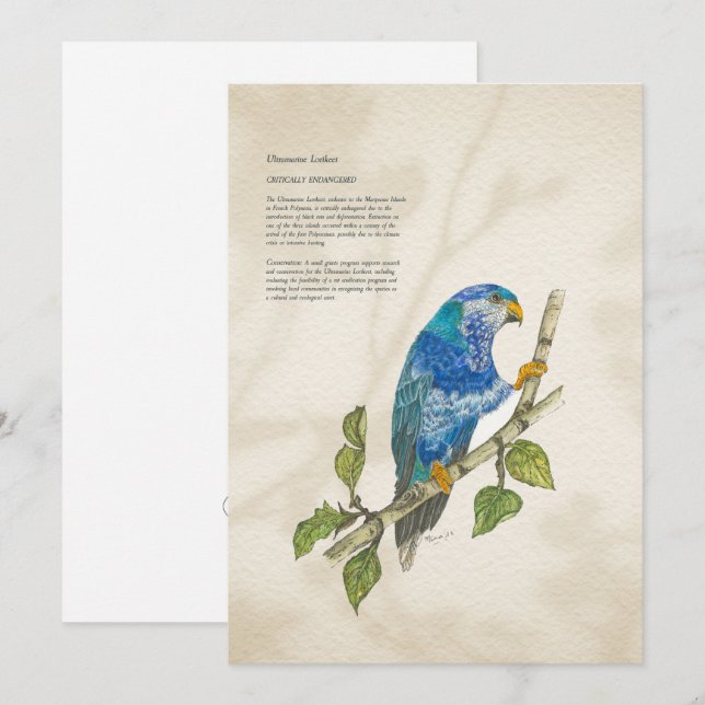 Hand Painted Endangered Lorikeet Greeting Card (Front/Back)