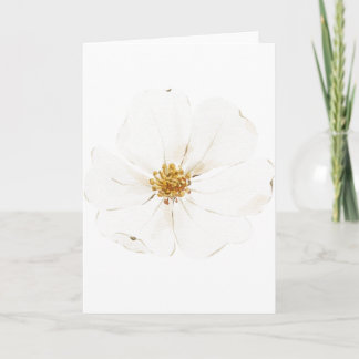 Hand Painted White Peony (Blank) Card