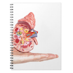 Hand showing model with inside of human kidney notebook