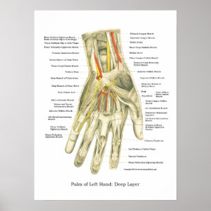 Hand & Wrist Internal Anatomy Poster