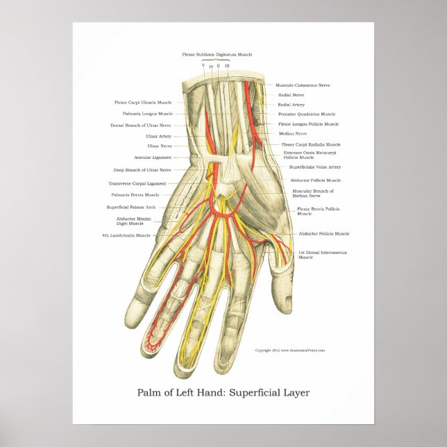 Hand & Wrist Internal Anatomy Poster (Front)
