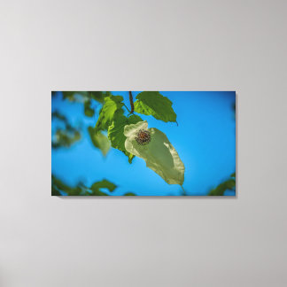 Handkerchief Tree Canvas Print