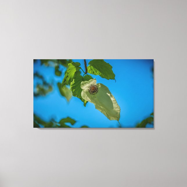 Handkerchief Tree Canvas Print (Front)