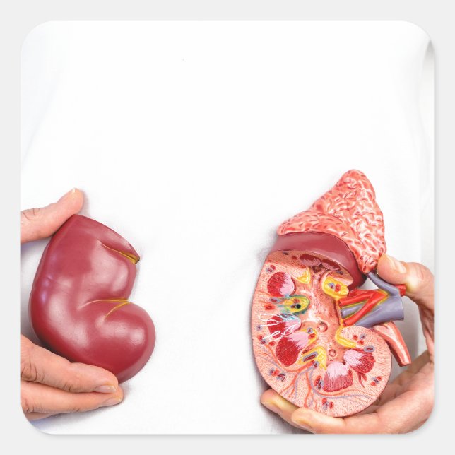 Hands holding model of human kidney organ at body. square sticker (Front)