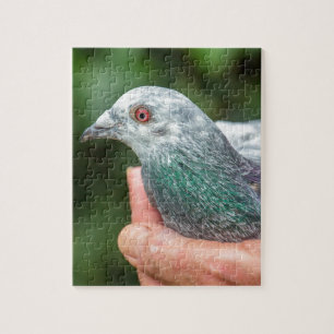 Hands holding racing pigeon outside.JPG Jigsaw Puzzle
