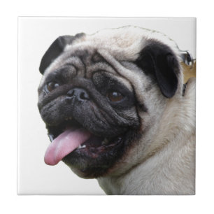 Handsom white Pug photo accessories, add names Tile