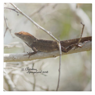 Handsome Anole Lizard Tile