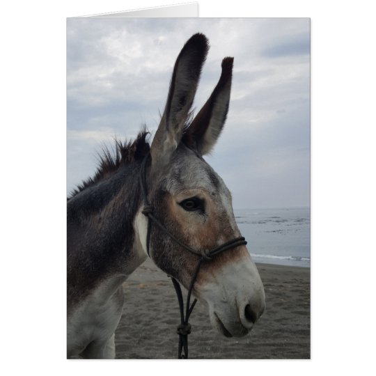 Handsome Beach Donkey Card