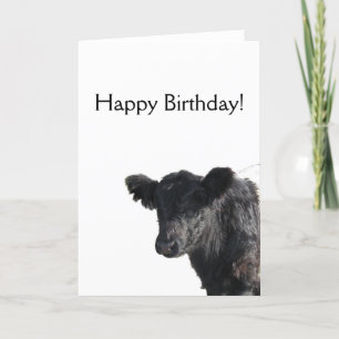 Handsome Belted Galloway Steer Card