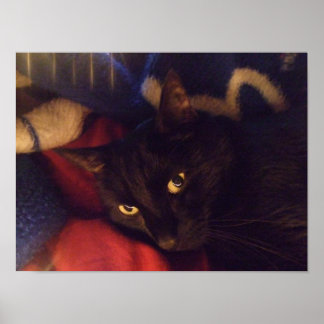 Handsome Black Cat Poster