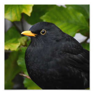 Handsome Blackbird  Photo Print