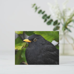 Handsome Blackbird Postcard