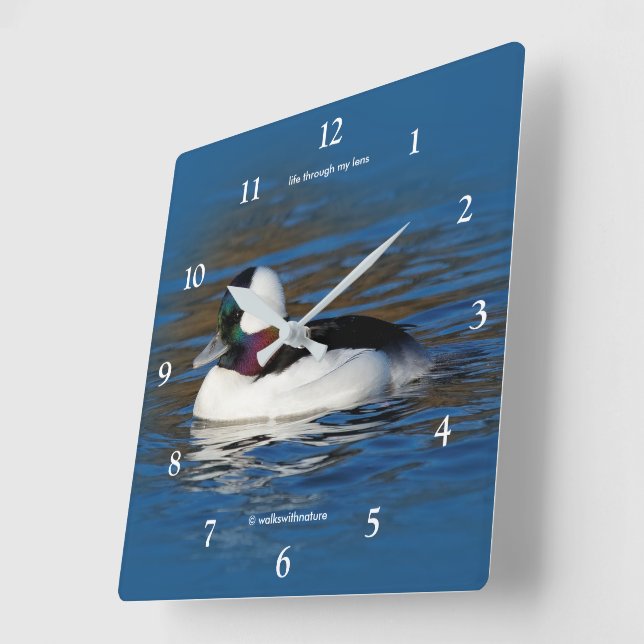 Handsome Bufflehead Duck at the Winter Pond Square Wall Clock (Angle)