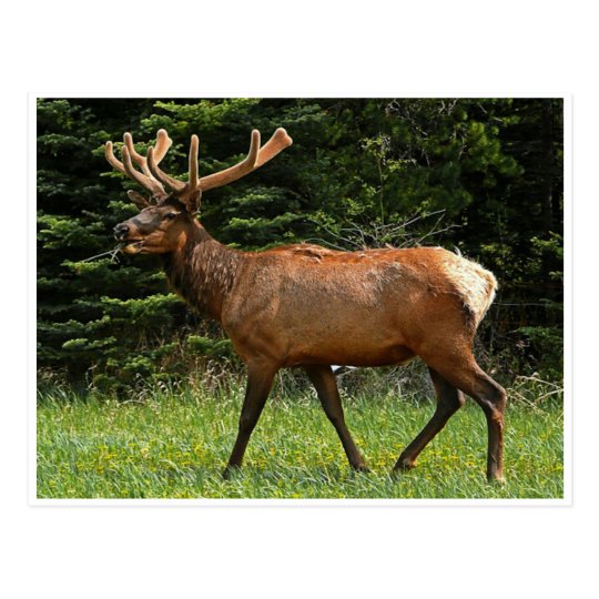 Handsome Canadian Elk Postcard