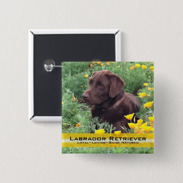 Handsome Chocolate Lab in California Poppy Patch 2 Inch Square Button (Front & Back)
