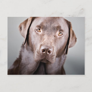 Handsome Chocolate Labrador Postcard