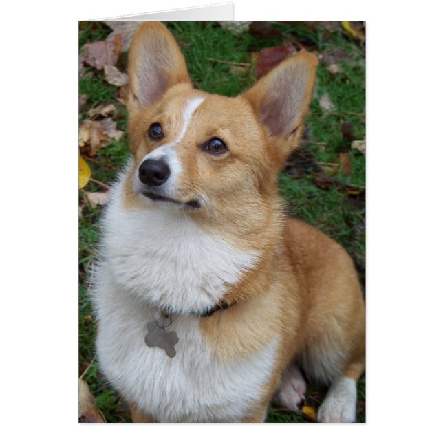 Handsome Corgi (Front)