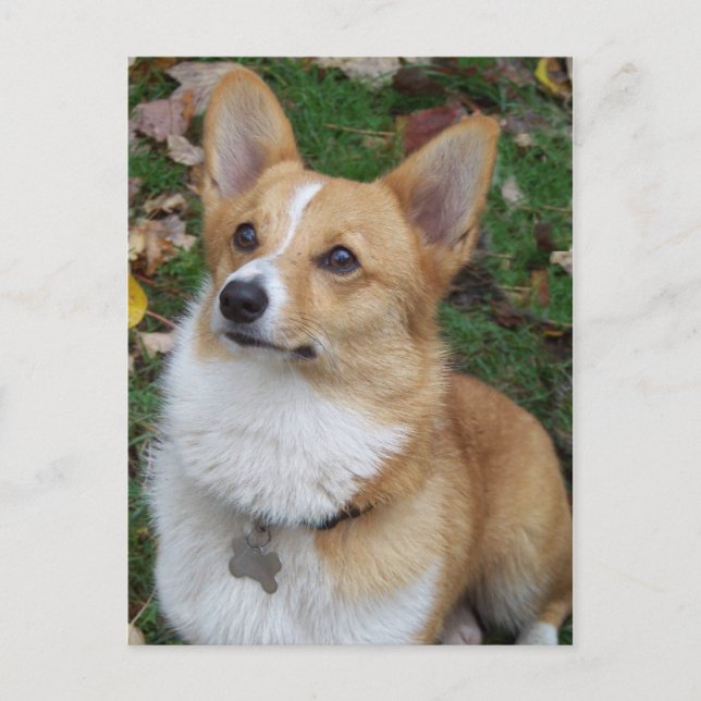Handsome Corgi Postcard (Front)