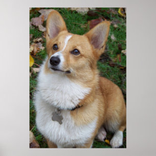 Handsome Corgi Poster