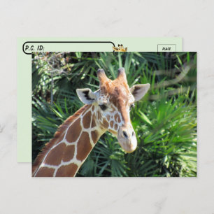 Handsome Giraffe Postcard