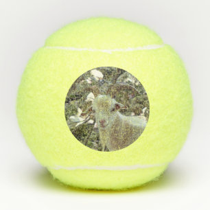Handsome Goat Tennis Balls