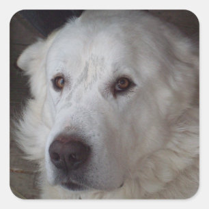 Handsome Great Pyrenees Dog Square Sticker