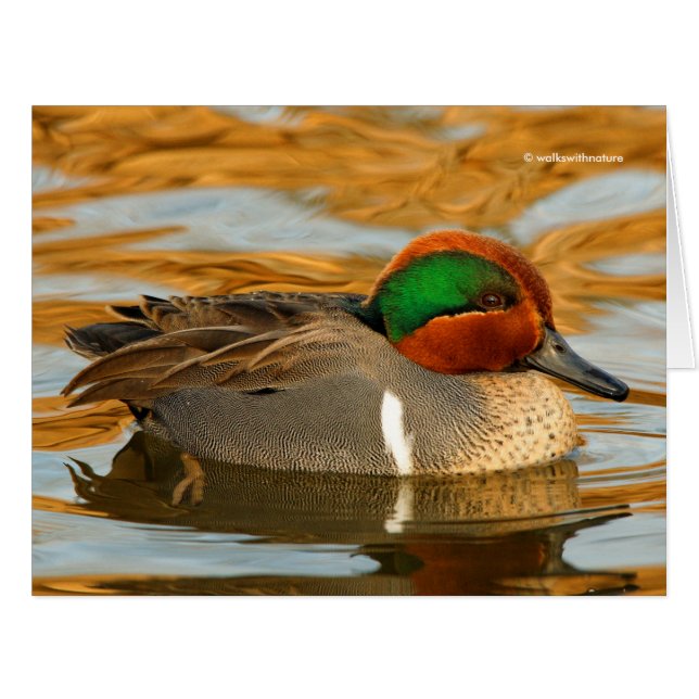 Handsome Green-Winged Teal Duck on Golden Pond (Front Horizontal)