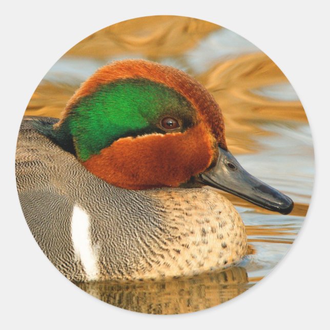 Handsome Green-Winged Teal Duck on Golden Pond Classic Round Sticker (Front)