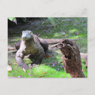 Handsome Komodo Dragon Postcard