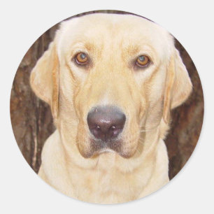 Handsome Lab Classic Round Sticker