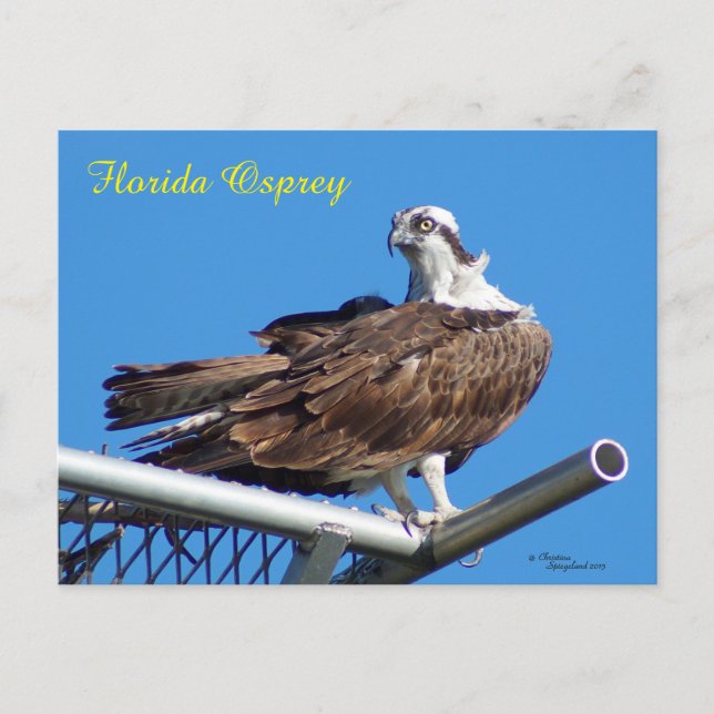 Handsome Osprey Hawk Nest Postcard (Front)