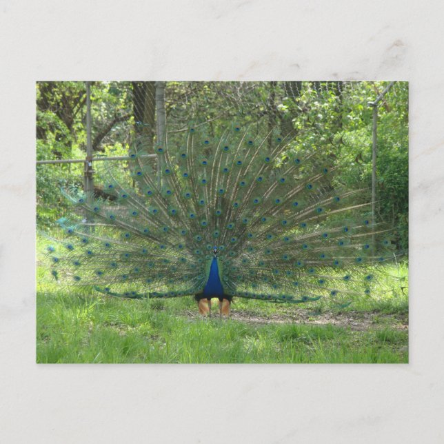 Handsome Peacock Showing Feathers Postcard (Front)