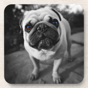 Handsome Pug Coaster