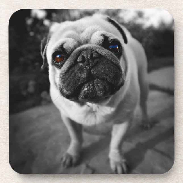 Handsome Pug Coaster (Front)