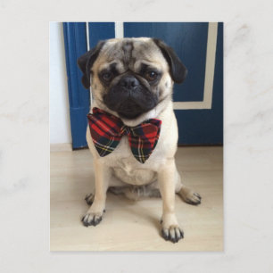 Handsome Pug in a Bow tie design Postcard