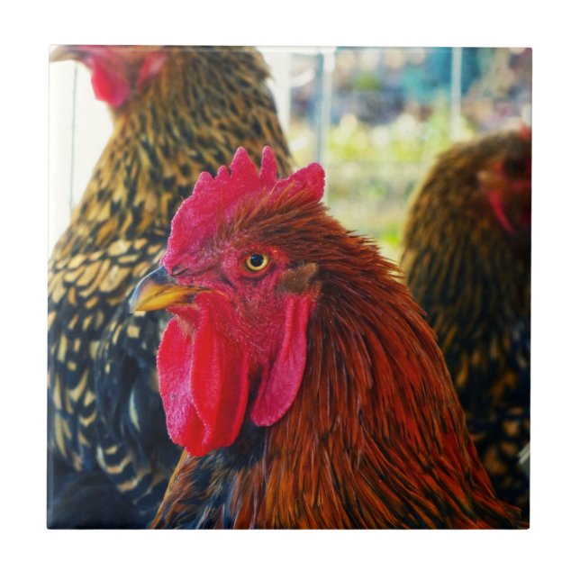 Handsome Rooster Tile (Front)