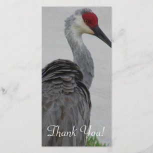Handsome Sandhill Crane Thank You Card