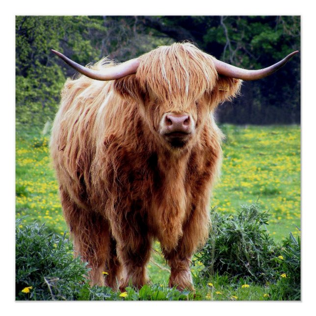 Handsome Scottish Highland Cow In Field Poster (Front)