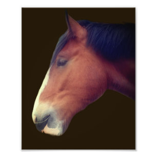 Handsome Shire Draught Horse Face 8x10 Photo Print