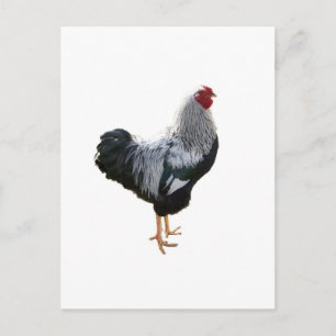 Handsome Silver Penciled Wyandotte Rooster Postcard