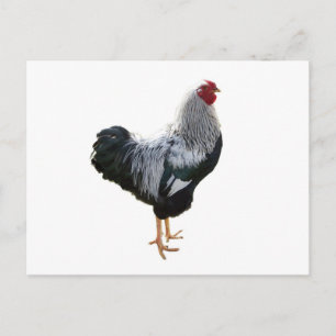 Handsome Silver Penciled Wyandotte Rooster Postcard