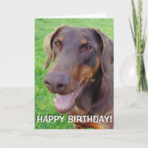 Handsome smiling red doberman card