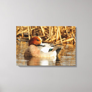Handsome Stranger Eurasian Wigeon Duck at the Pond Canvas Print