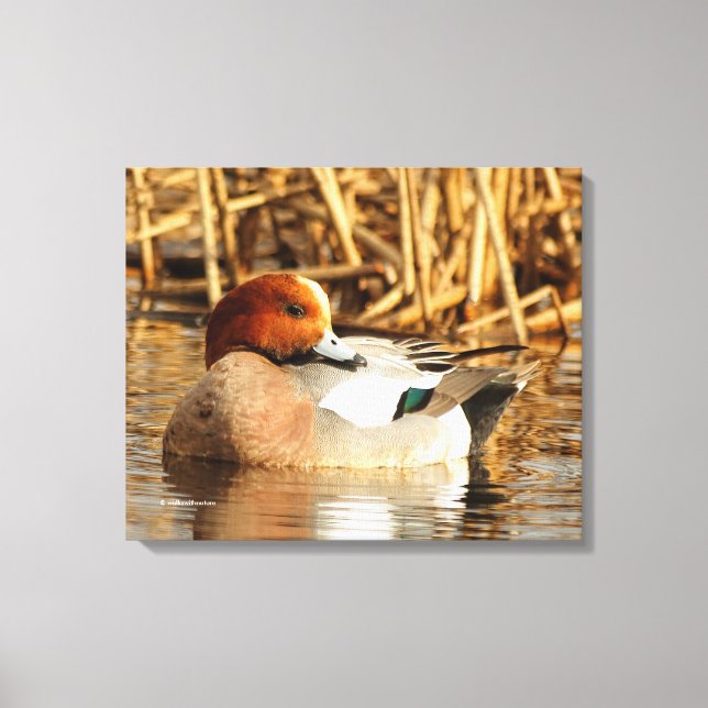 Handsome Stranger Eurasian Wigeon Duck at the Pond Canvas Print (Front)