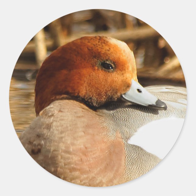 Handsome Stranger in Town Eurasian Wigeon Classic Round Sticker (Front)
