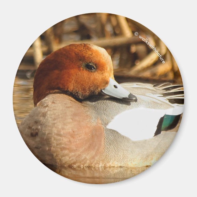Handsome Stranger in Town Eurasian Wigeon Magnet (Front)