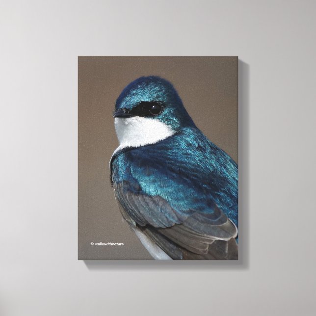 Handsome Tree Swallow: Bird on a Wire Canvas Print (Front)